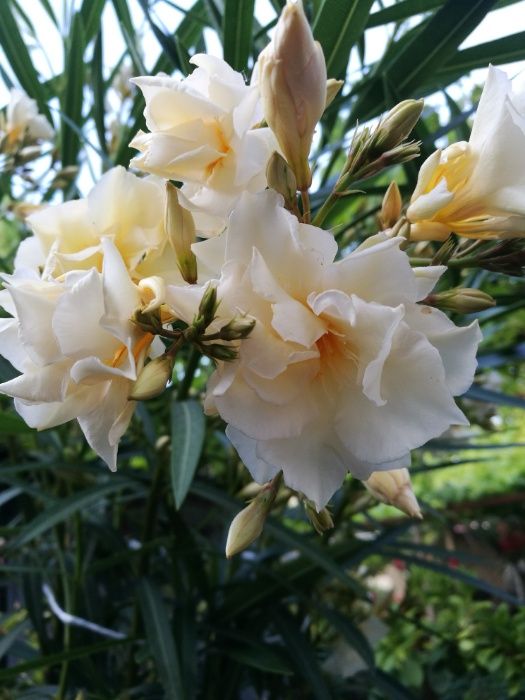 продавам олеандър - зокум