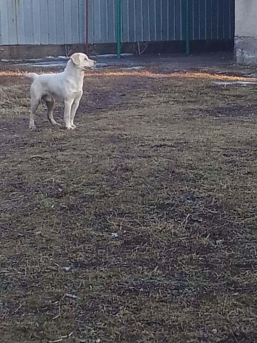 Рабрадор ретривер