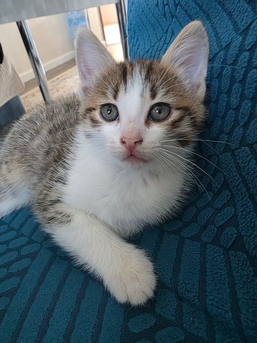 Котёнок в добрые руки отдам