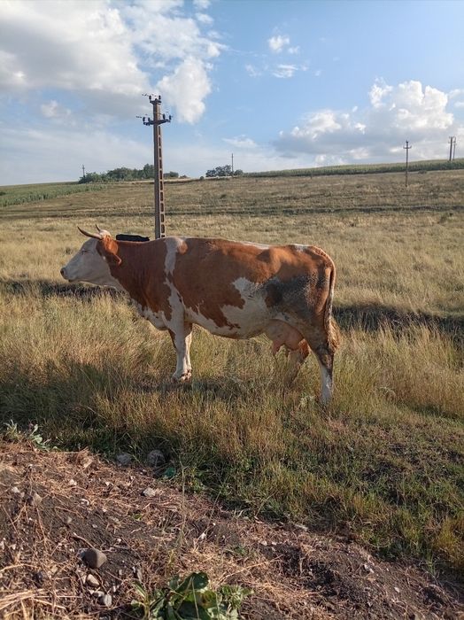 Vind vaca cu vițel
