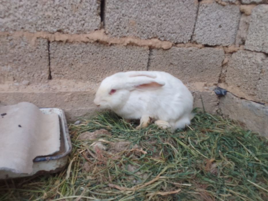 quyonlarni holati yaxshi