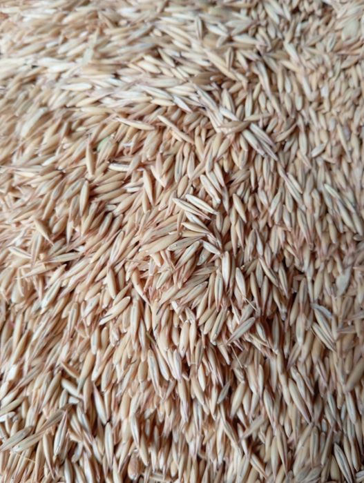 Vând ovăz de toamna bun pentru semănat