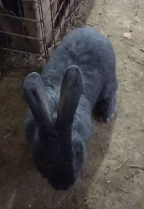 Продаются крольчата