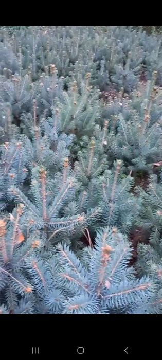 Крымская сосна сотилади 4-5йили  стволи бакуват зур шохлангап.