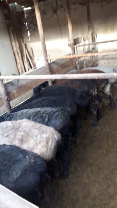 Қой сатылады. Habarlasinzdar