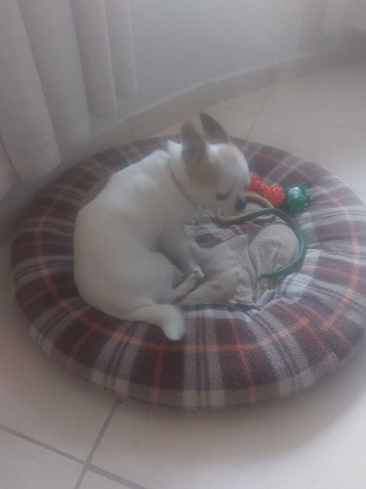 Чихуа хуа мини момиче на 3 г.