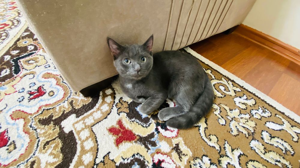 Бесплатно котенок