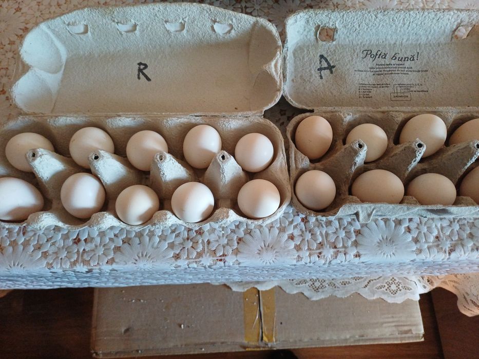 Oua incubat sebright