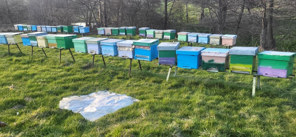 Vand 30 de famili de albine