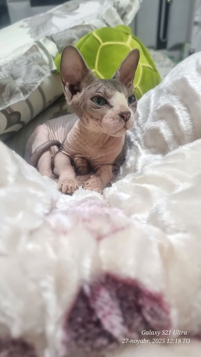 Juda ham chiroyli va aqilli mushuk