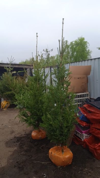 Канадская ель, пирамидальные тополя