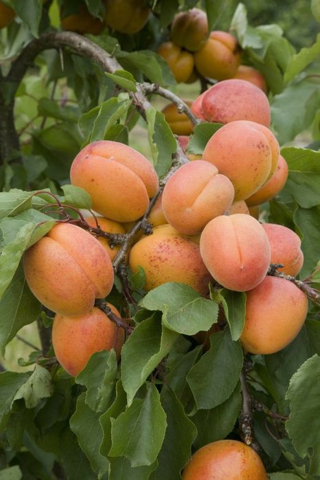 Pomi Fructiferi Columnari (Soiuri De Cais )