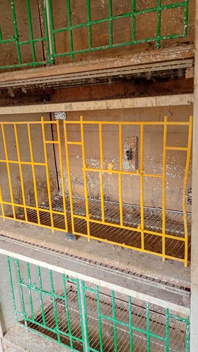 Boxe porumbei de vânzare