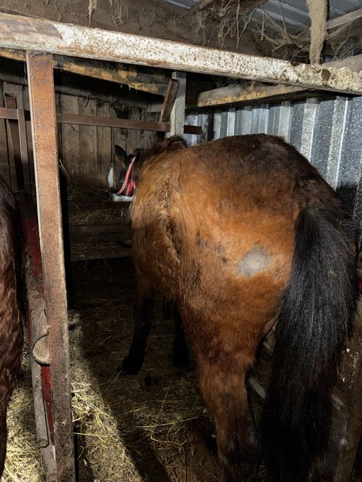 Продам 2 кабылки