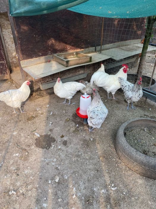 Australorp alb negru albastru splash tineret gaini tinere cocosi