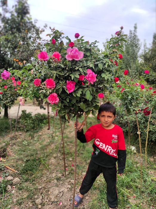 Shtamp atirguli shoxona atirgul