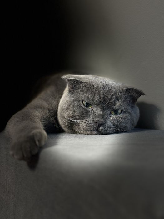 Ищем невесту для вязки