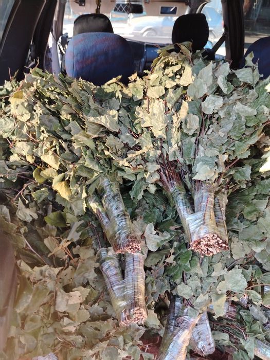 Березовые веники