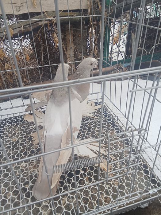Продам голубей хороших