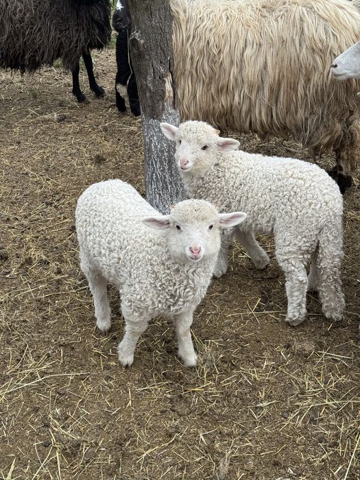 Vand miei de paste 12-20kg