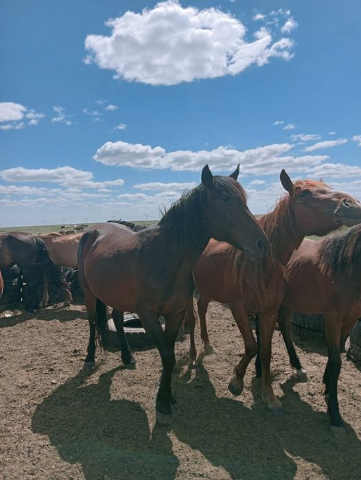 Жылқылар сатылады