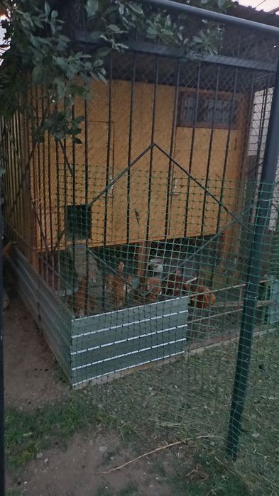 Продам курятник с курами