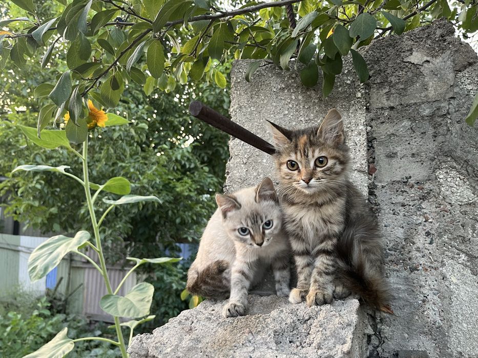 Отдам котят в добрые руки