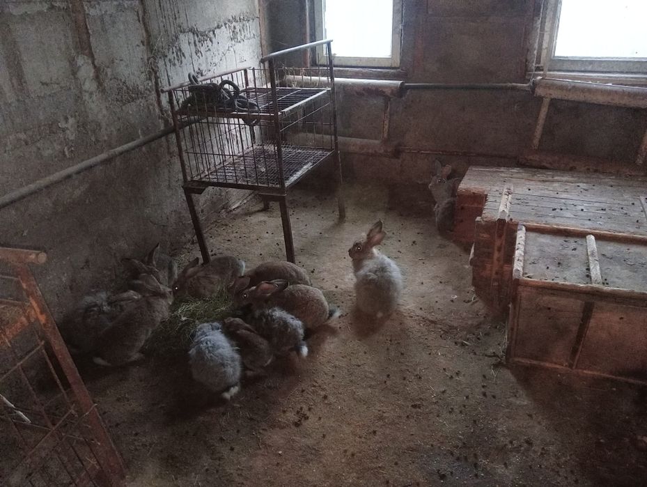 Кролики великаны