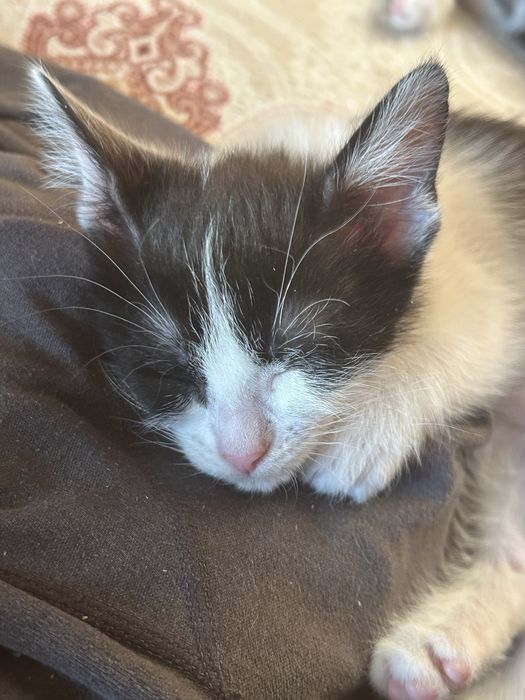 Отдам котят в добрые руки