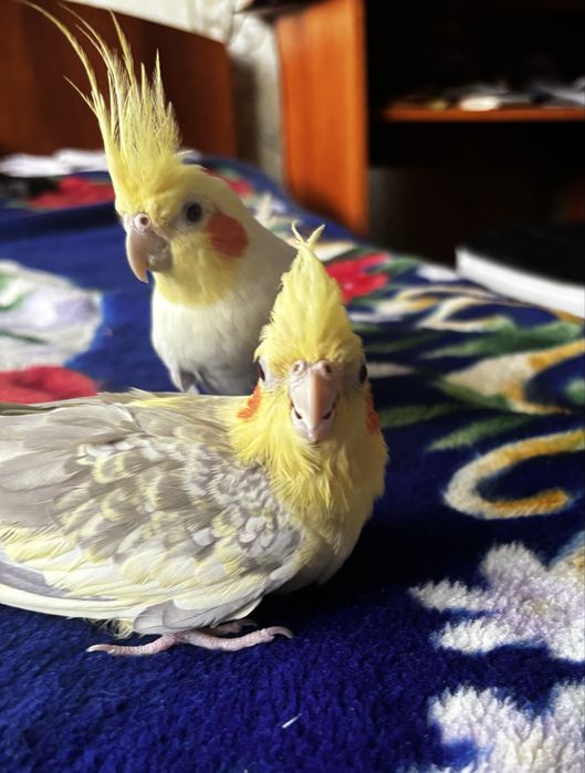 2 кореллы вместе с клеткой