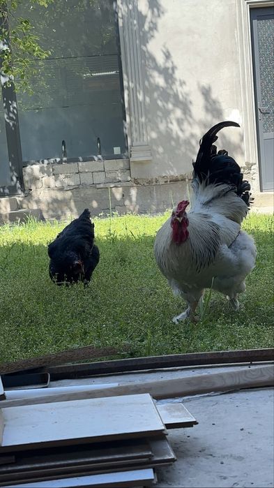 Brama xoroz va qora shahzoda tovuq 350 mingdan