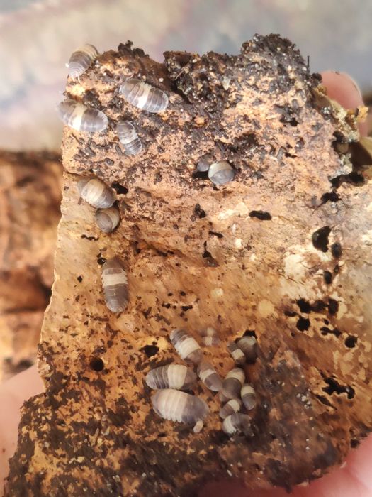 Izopode pentru terarii - Panda King