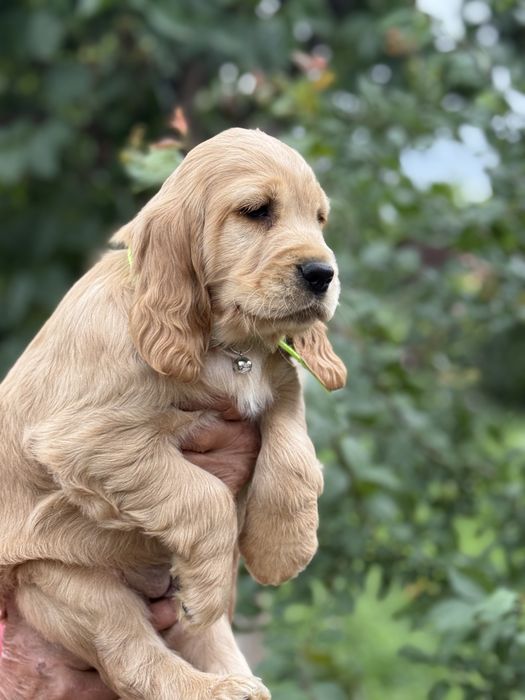 Pui de Cocker Spaniel- caută o căsuță iubitoare!