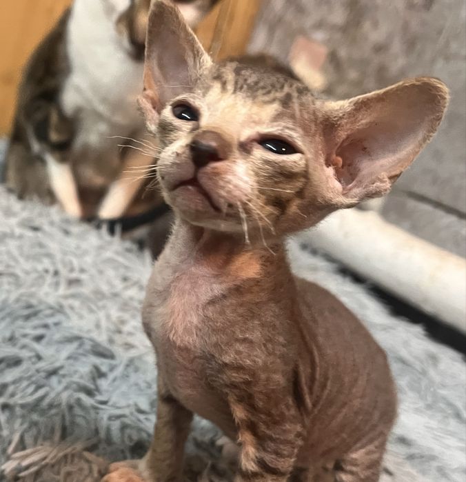 Продам котят Донского сфинкса