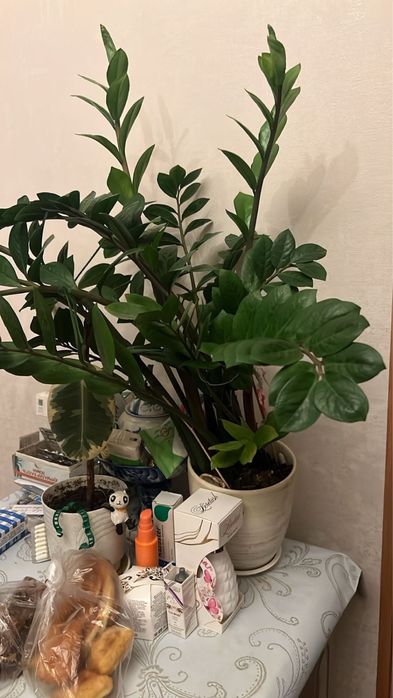 Продам комнатные цветы