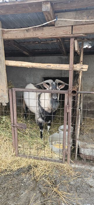 Țap de vanzare pentru sacrificat sau reproducere