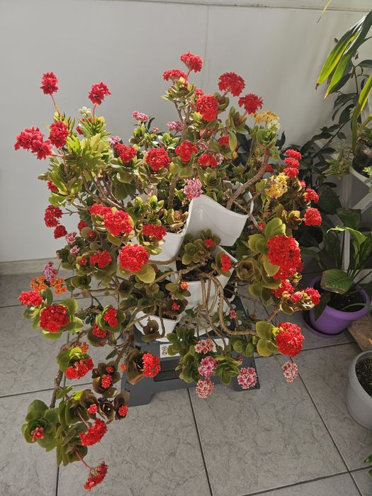 Flori Kalanchoe 6 nuante in ghiveci etajat