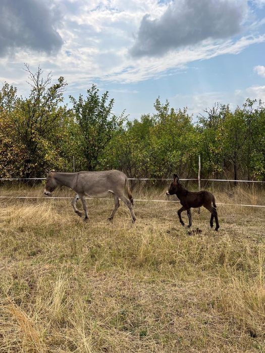 Vand lapte de magarita