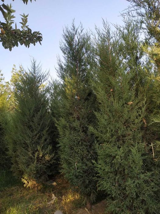 Арча кўчат мoжжевелник