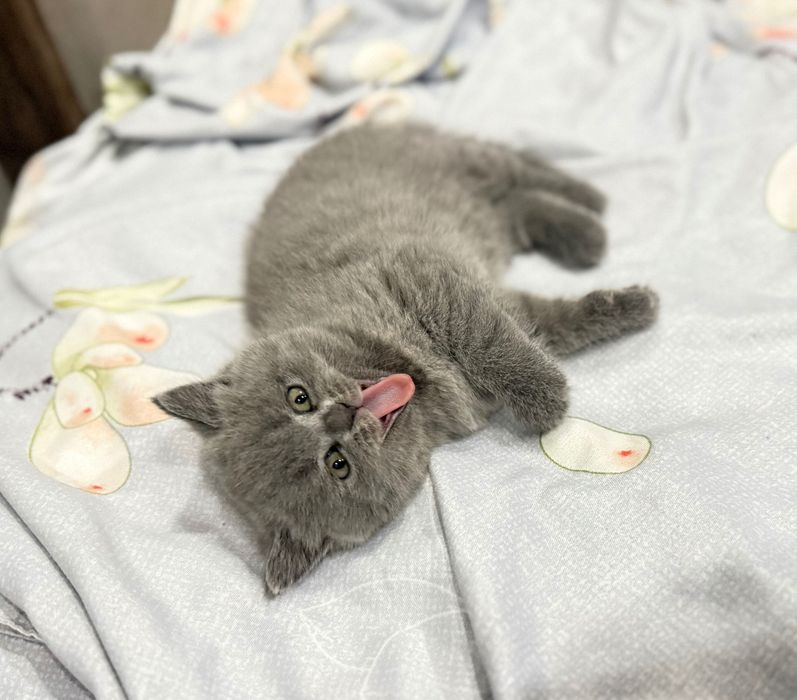Котята, шотландские, страйтики)