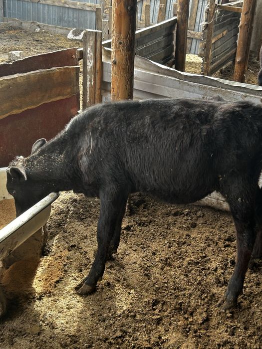 Продам телят по договорной цене