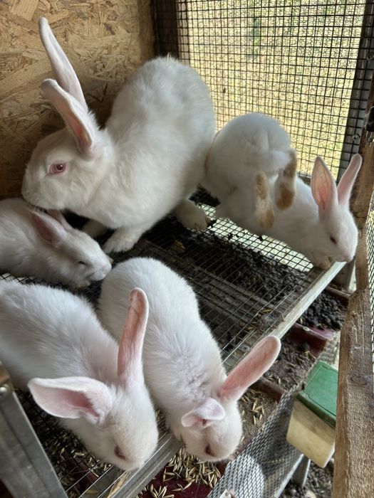 Зайци за месо и разплод