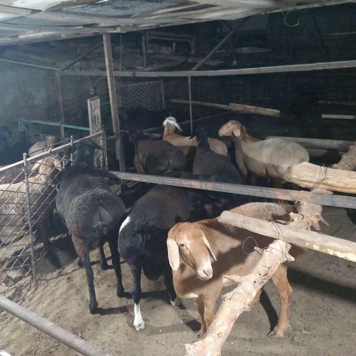 Soglom Qoy va qochqorlar