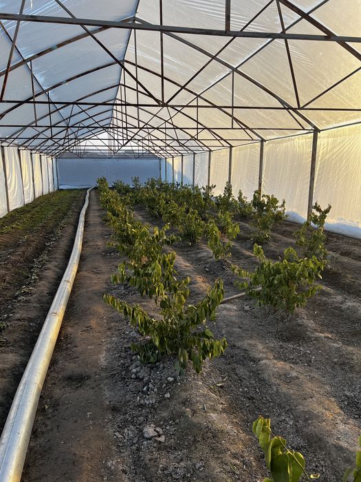 Иссик хона - Теплица