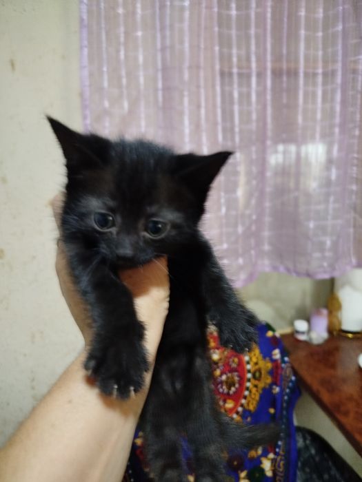 Продаются котята,британцы короткошорстные