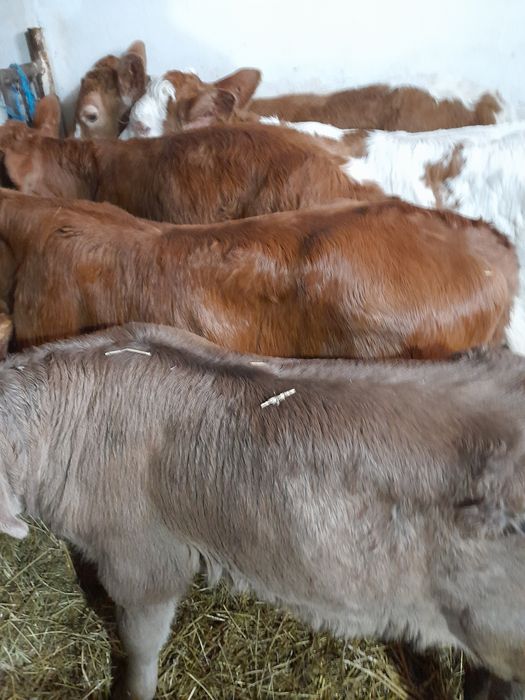 Taurasi intre 3 și 5 săptămâni