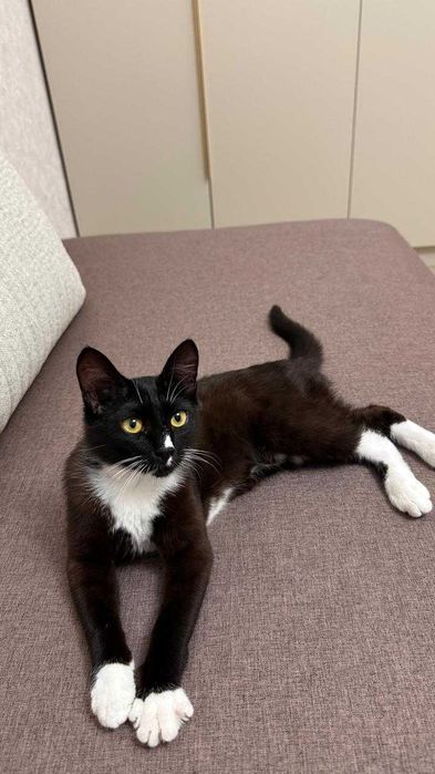 Отдам в хорошие и добрые руки!