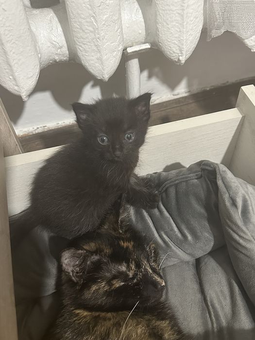 Котята , мама крысоловка