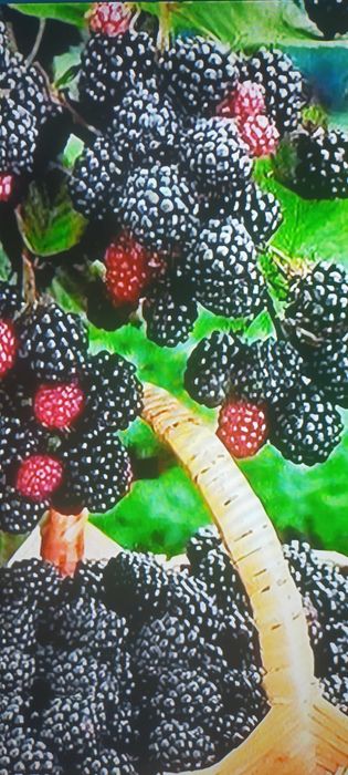 mure de cultura Thornfree bio