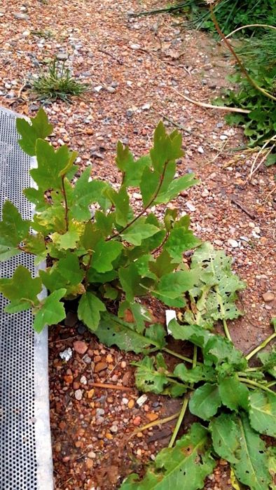 Саженцы клёна чинара(Платан)